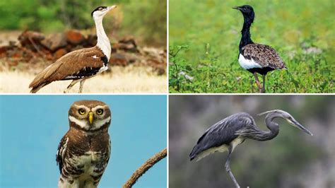 Endangered Birds Of India Endangered Birds In India: A Conservation