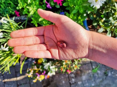 Image result for Falling Runner Beans
