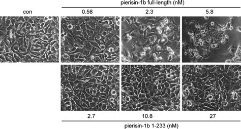 HeLa Cells (Molecular Biology), 50% OFF | www.elevate.in