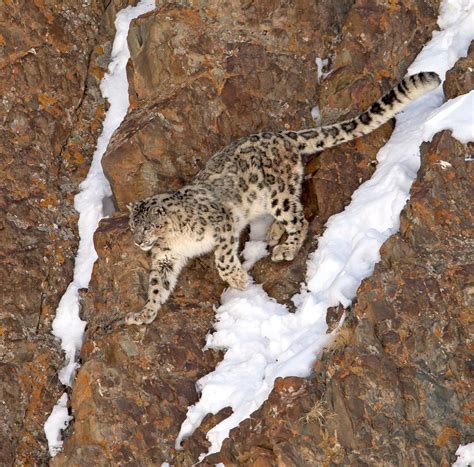 Snow Leopard - The ghosts of the Mountains