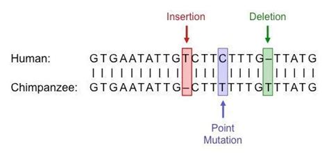 . why do a human and monkey look different? the type of cells the dna ...