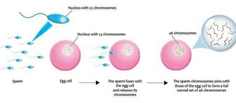 what is mean by sexual reproduction of homosepians explain with details ...