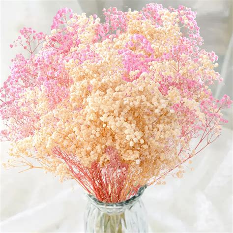 Amazon.com: 2000+ Dried Pink White Babys Breath Flowers -17'' Baby's ...