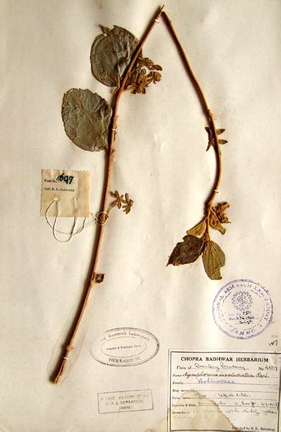 symphorema_involucratum