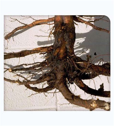 Image result for Tree Rot Infection