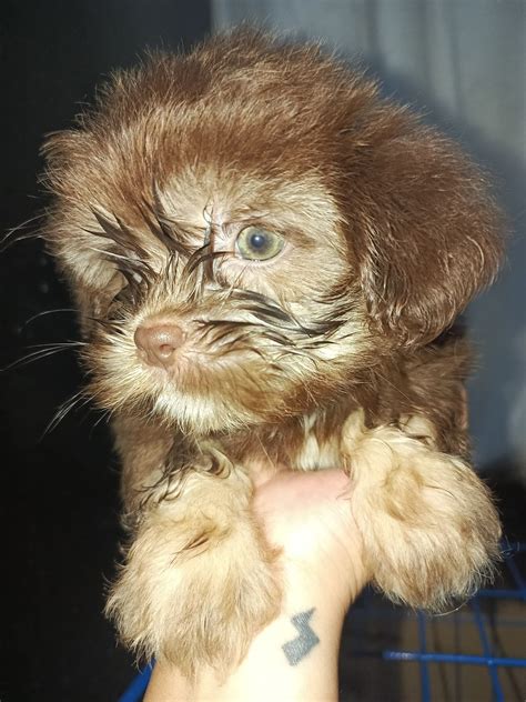 liver line, Antipolo City, 25 September 2025 | AllEvents