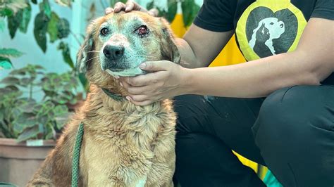 Angels Of Pune: NGO Saahas Offers Free Medical Care, Gaushala Support ...