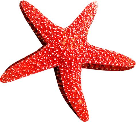 Starfish Clip Art