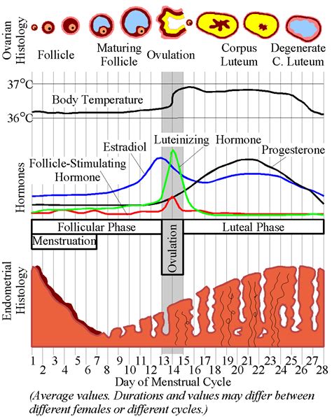 Period Cycle Graph 的图像结果