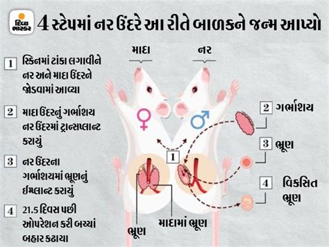 Chinese Scientists Force Male Rats To Give BIRTH While Conjoined With ...