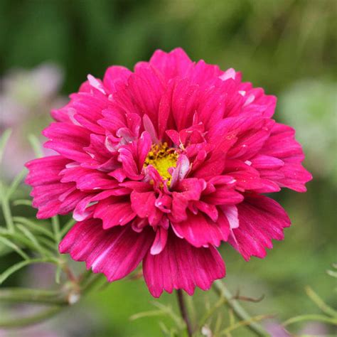 Cosmos 'Double Click Cranberries' Seeds – Garden Mithra