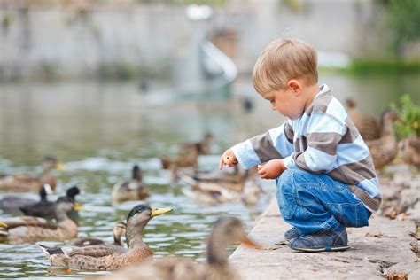 Bread Is Bad For Ducks, And The World Can't Handle The Guilt | Feeding kids, What to feed ducks ...