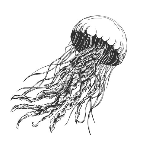 Jellyfish isolated on white background. Vector hand drawn Jelly Fish in outline style. Drawing ...