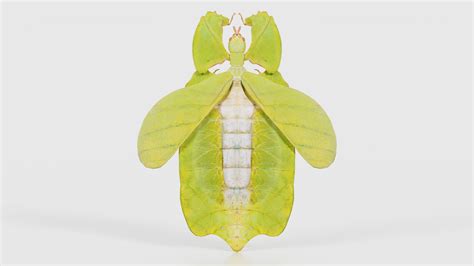 Walking Leaf Phylliidae Leaf Insect Remastered 3D Model - TurboSquid ...