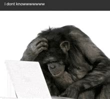 Image result for Monkey Computer Issue GIF