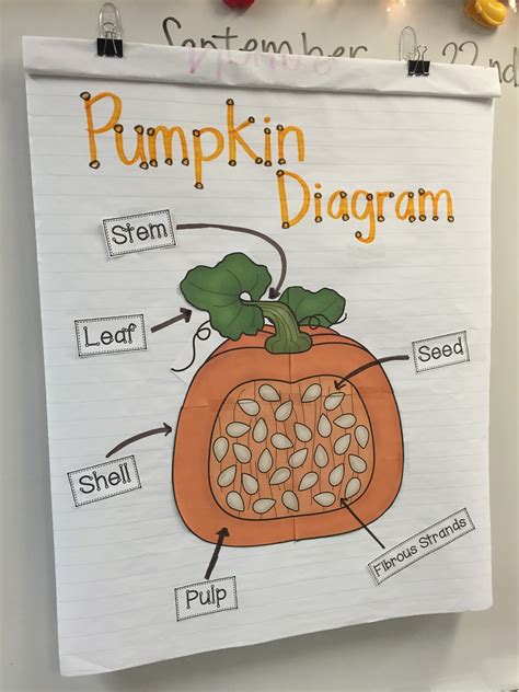 Pumpkin Parts Diagram at Faith Tart blog