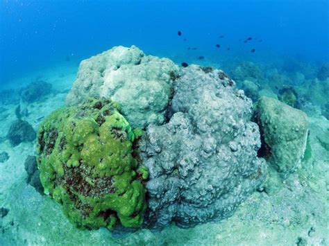 Japan using Saudi-made coral skeletons from expo for sea conservation