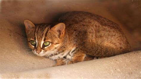 Small but significant: Counting India’s elusive small cats | Research ...