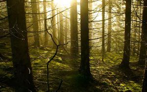 Wallpaper trees, forest, sunlight, nature hd, picture, image