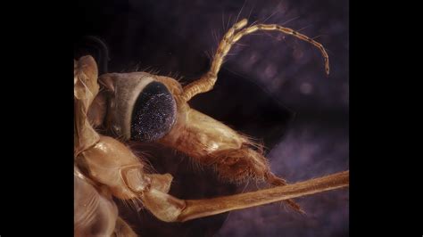 Microscopic Insects 的图像结果
