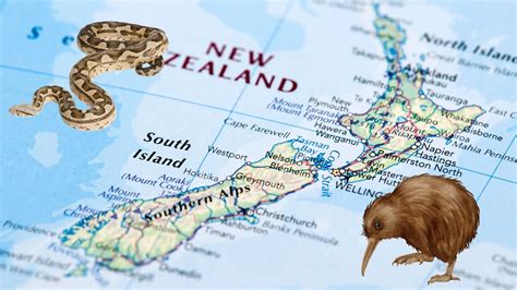 Can You Have Pet Snakes In New Zealand? - Reptile Inquirer