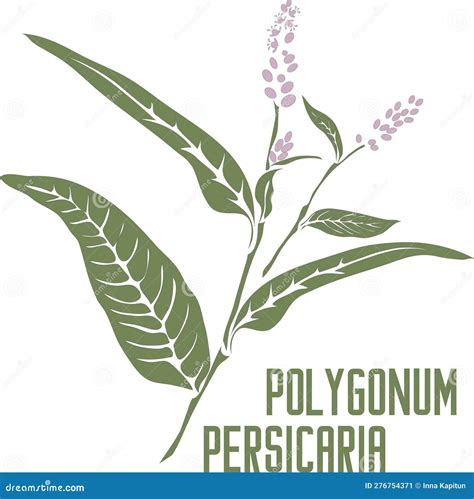 Persicaria Maculosa Flowers and Leaf in Color Drawing Vector Illustration Stock Vector ...