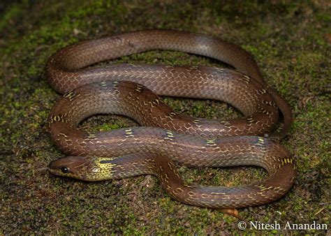 Indian Snakes - Indian Snakebite Initiative