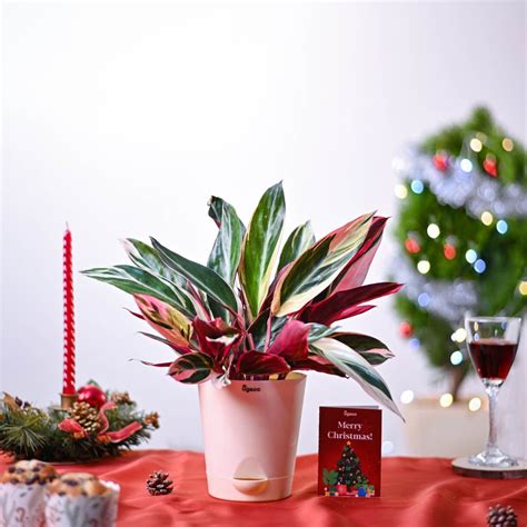 Stromanthe Triostar Plant Christmas Hamper – Ugaoo