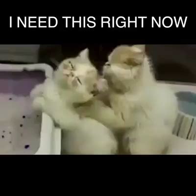 #funnymemes Next time we will be like cats in 2020 | Cute baby animals ...