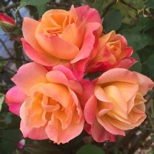VibeX ® RXI-7 Climbing Rose Seeds Seed Price in India - Buy VibeX ® RXI ...