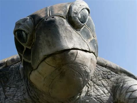 People Are Freaking Out After A Giant Turtle Emerged From The Sea On A ...