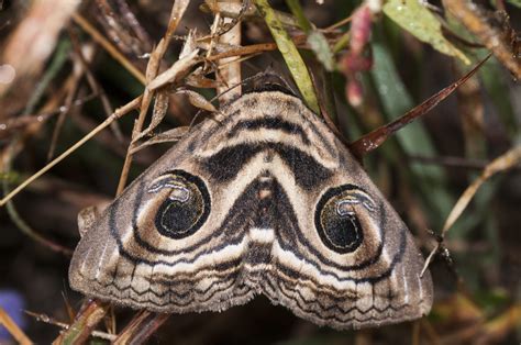 10 Common Moths of Oklahoma (2023 Guide) - The Gardening Dad
