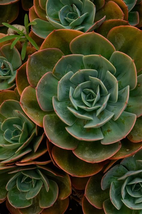 Plants That Keep Bugs Away