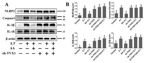 Asiatic Acid Attenuates Inflammation Induced by Salmonella via ...