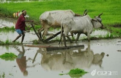 印度农业 的图像结果