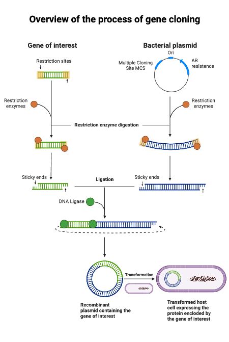 Cloning 的图像结果
