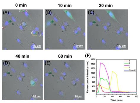 Visualization and Comparison of the Level of Apurinic/Apyrimidinic ...