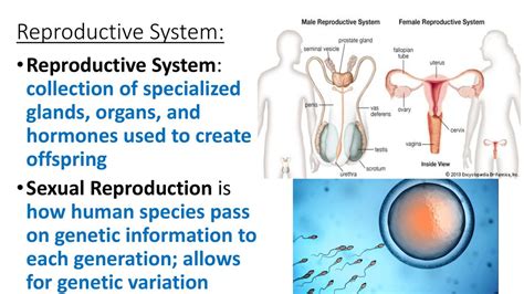 Image result for How Humans Reproduce