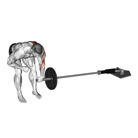 Barbell Row Muscles