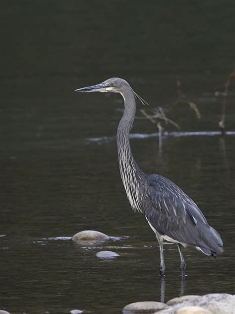 Birds of India - White-bellied Heron - Ardea insignis - Ardeidae ...