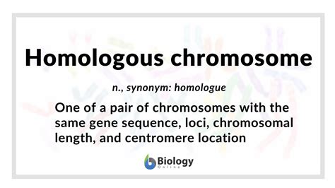 Homologous chromosome - Definition and Examples - Biology Online Dictionary