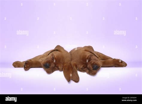 Image result for 2 Labrador Retriever