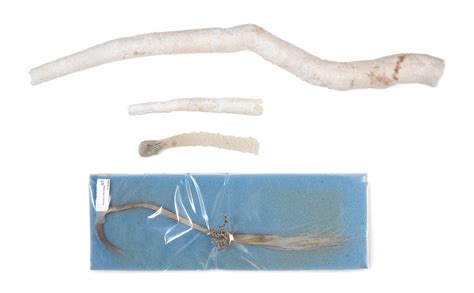 Bonhams : A Venus Flower Basket specimen(Euplectella aspergillum) and ...