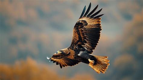Soaring hawk on flat color background | Premium AI-generated image