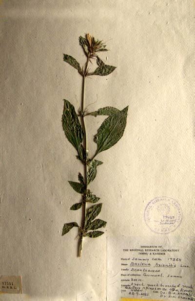 Barleria prionitis