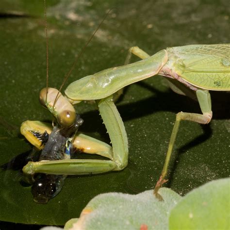 Praying Mantis Eating Flowers | Best Flower Site