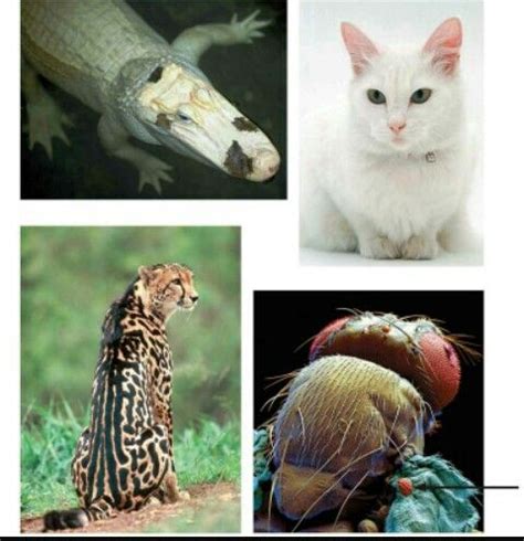 Mutation Example 的图像结果