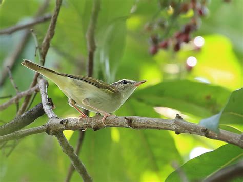 Pale-legged Leaf Warbler - eBird