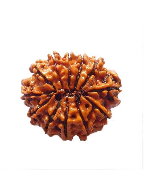 Buy Original 12 mukhi Rudraksha Bead