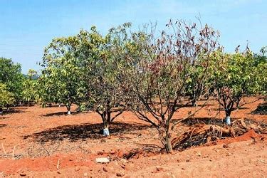 उन्हाळ्यात फळबागा कशा जगवाल